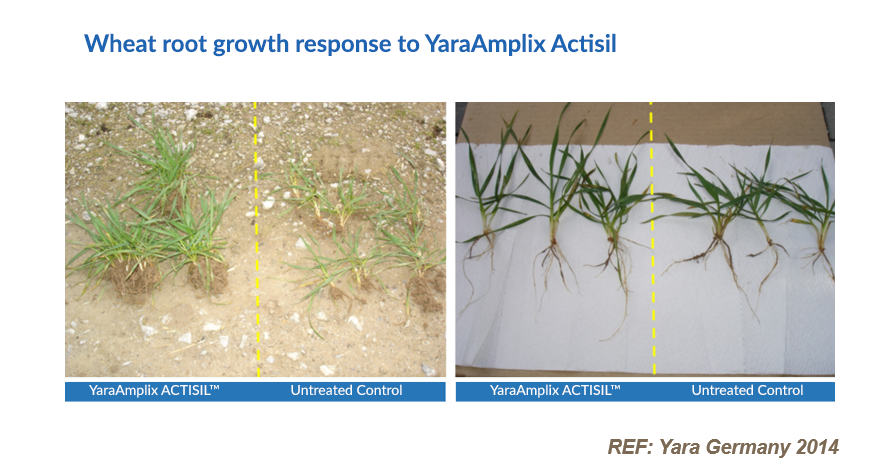 Image of Wheat root growth with YaraAmplix Actisil and 