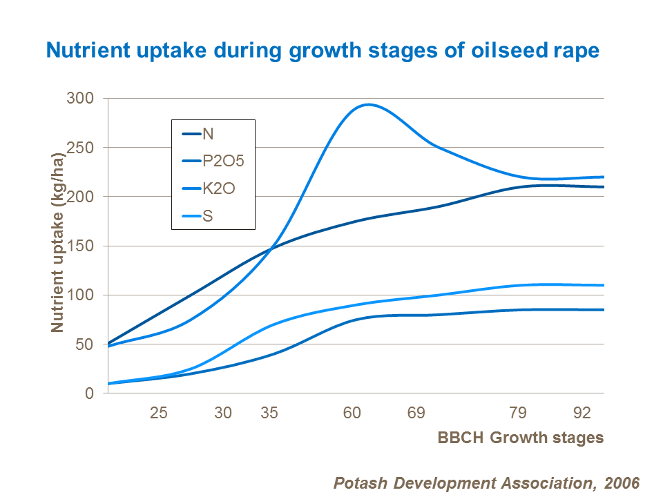 Nutrient uptake during growth stages of oilseed rape