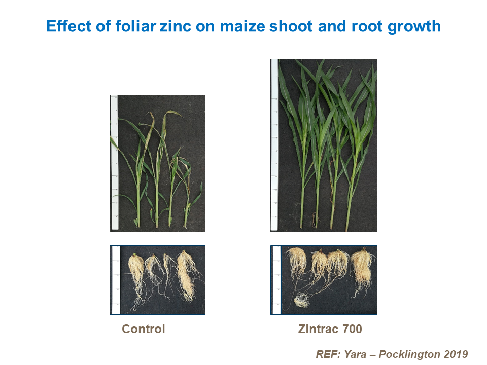 Effect of zinc on maize shoot and root growth