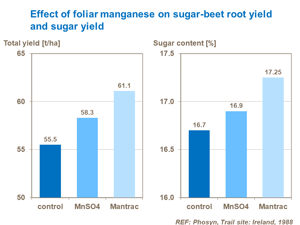 Effect of foliar manganese on sugar-beet root yield and sugar yield