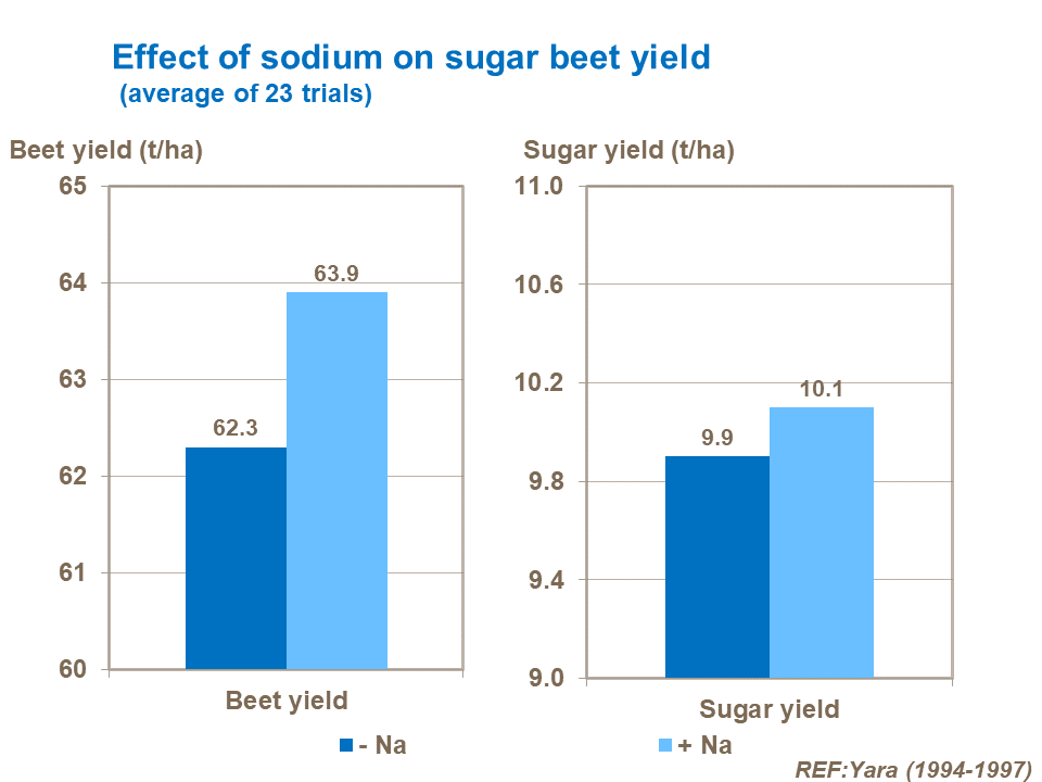 Effect of sodium on sugar beet yield