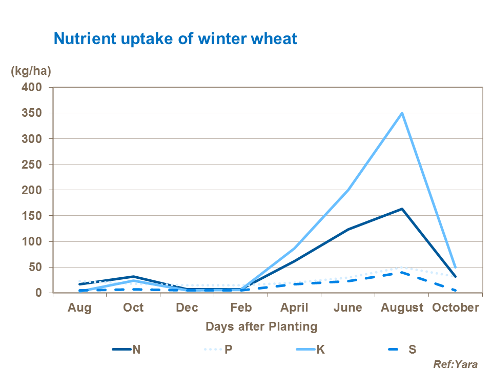 Nutrient uptake by winter wheat