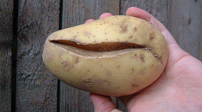 Un arrosage excessif peut entraîner le fendillement des tubercules.