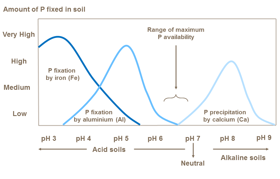 The influence of soil pH on soil phosphate availability