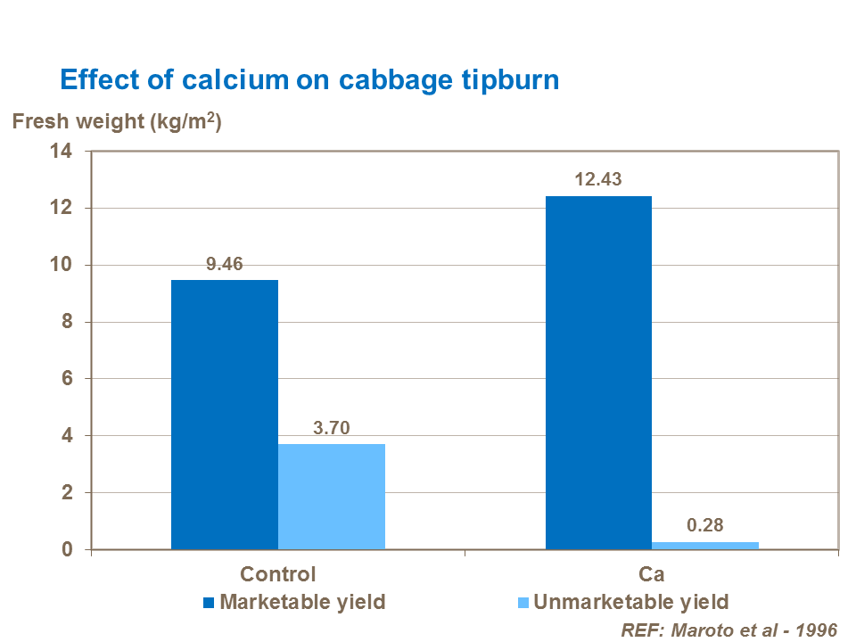 Effect of calcium on cabbage tipburn