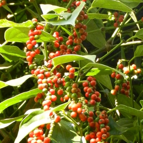 Healthier, Greener & Shinier Black Pepper Harvest
